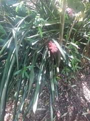 Aechmea distichantha