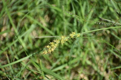 Cenchrus spinifex