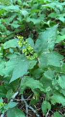 Solidago flexicaulis