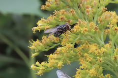Oestroidea