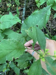 Solidago flexicaulis