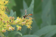 Sphaerophoria contigua