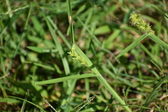 Cenchrus spinifex
