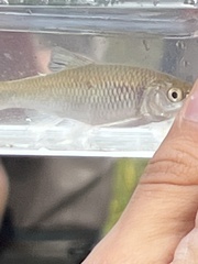 Cyprinella spiloptera