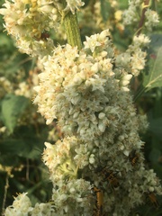 Cuscuta glomerata