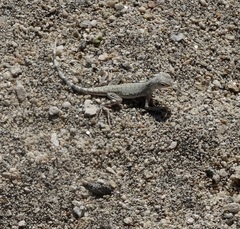 Callisaurus draconoides