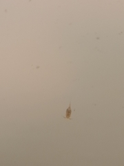 Copepoda