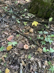 Hydnellum concrescens