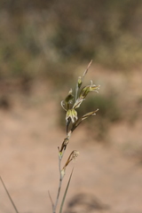 Gladiolus permeabilis edulis