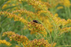 Oestroidea