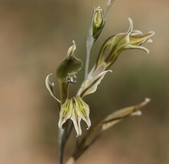 Gladiolus permeabilis edulis