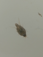 Arthropoda