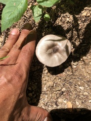 Volvariella