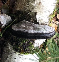 Phellinus nigricans