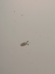 Copepoda