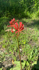 Lycoris radiata