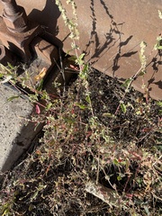 Atriplex tatarica