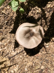 Volvariella