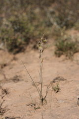 Gladiolus permeabilis edulis