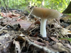 Hydnellum concrescens