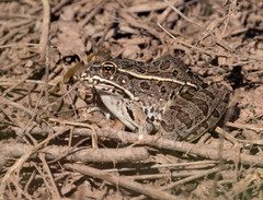 Lithobates blairi