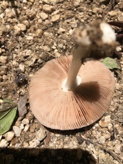 Volvariella