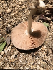 Volvariella