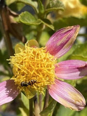 Toxomerus occidentalis