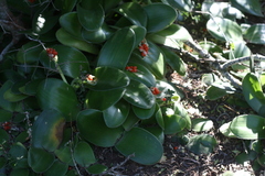 Haemanthus albiflos