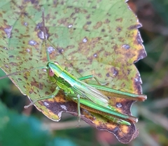 Euthystira brachyptera
