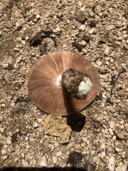 Volvariella