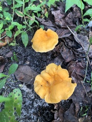 Cantharellus lateritius