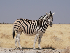 Equus quagga burchellii