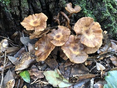 Desarmillaria tabescens