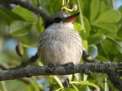 Halcyon chelicuti chelicuti