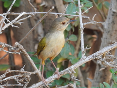 Camaroptera brachyura