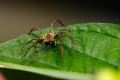 Pisaurina