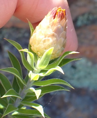 Oedera speciosa