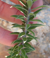 Oedera speciosa