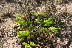 Glottiphyllum longum