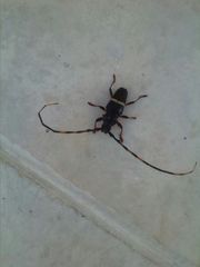 Trachyderes succinctus