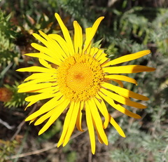 Oedera speciosa