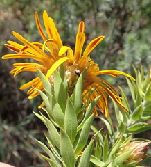 Oedera speciosa