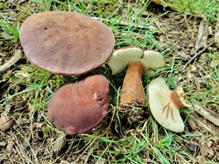 Tylopilus badiceps