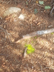 Dicranum flagellare