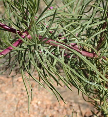 Senecio linifolius