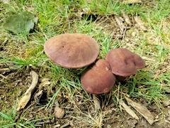 Tylopilus badiceps