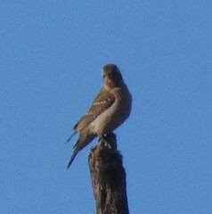 Gymnoris superciliaris