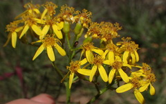 Senecio linifolius