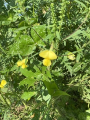 Vigna luteola